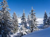 Blick zum Andachtskreuz zwischen winterlichen Bäumen